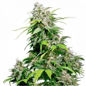Сорт семян конопли Mexican Sativa Auto Fem.