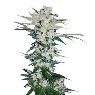 Сорт семян конопли Sour Diesel Auto Fem.