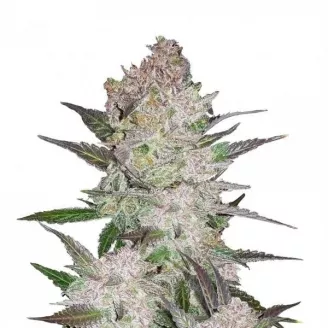 Сорт семян конопли Cream Cookies Auto Fem.