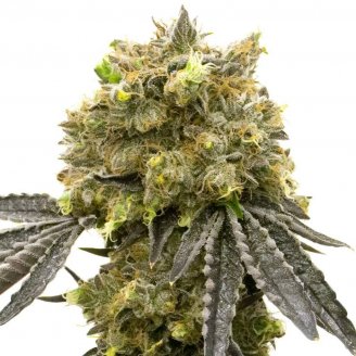 Сорт семян конопли Florida Sunrise Auto Fem.