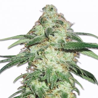 Сорт семян конопли Pound Cake Auto Fem.