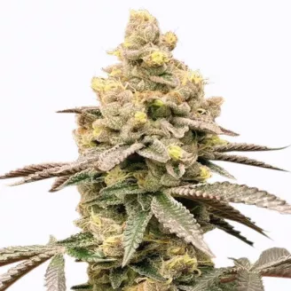 Сорт семян конопли Tropico Cookies Auto Fem.