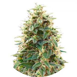 Сорт семян конопли Cheese Auto Fem.